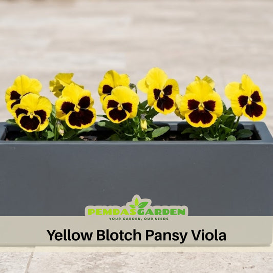 Yellow Blotch Pansy Viola Seeds - Cold Resistant, 25+ seeds