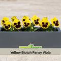 25+ Seeds| Yellow Blotch Pansy Viola Seeds -Cold Resistant -Open-Pollinating - Self-Pollinating - Draft Resistant - Plant in Spring#209
