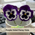 25+ Seeds| Purple Violet Pansy Viola Seeds -Cold Resistant -Open-Pollinating - Self-Pollinating - Draft Resistant - Plant in Spring#210