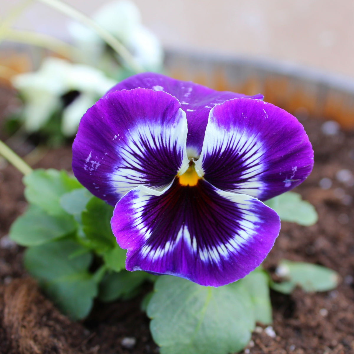 Purple Violet Pansy Viola Seeds - Cold Resistant, 25+ seeds