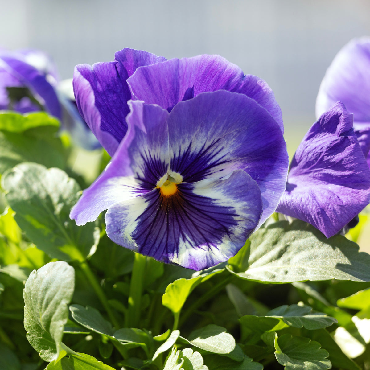 Purple Violet Pansy Viola Seeds - Cold Resistant, 25+ seeds