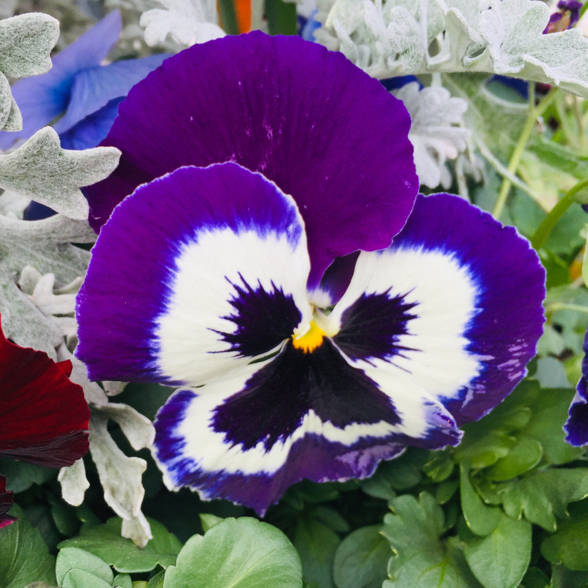Purple Violet Pansy Viola Seeds - Cold Resistant, 25+ seeds