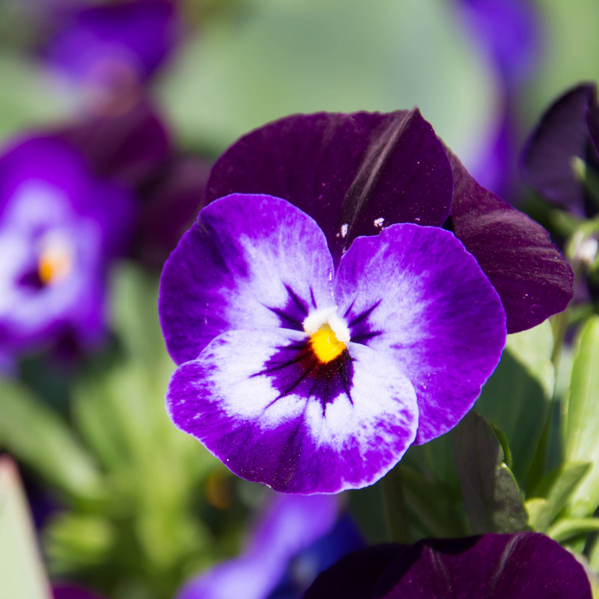 Purple Violet Pansy Viola Seeds - Cold Resistant, 25+ seeds