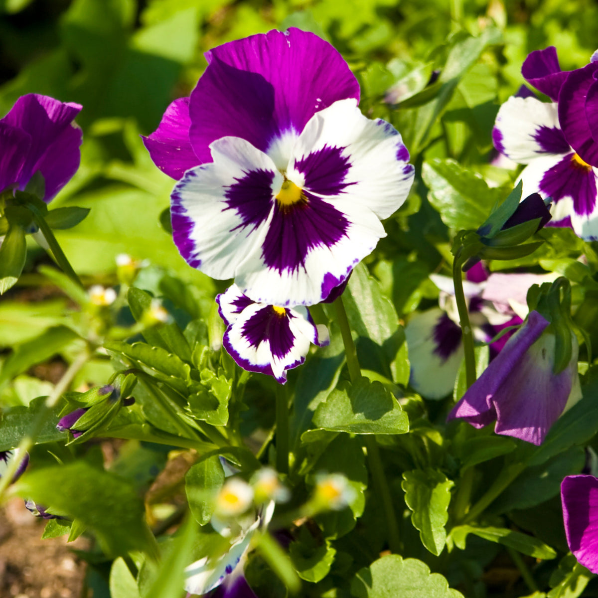 Purple Violet Pansy Viola Seeds - Cold Resistant, 25+ seeds