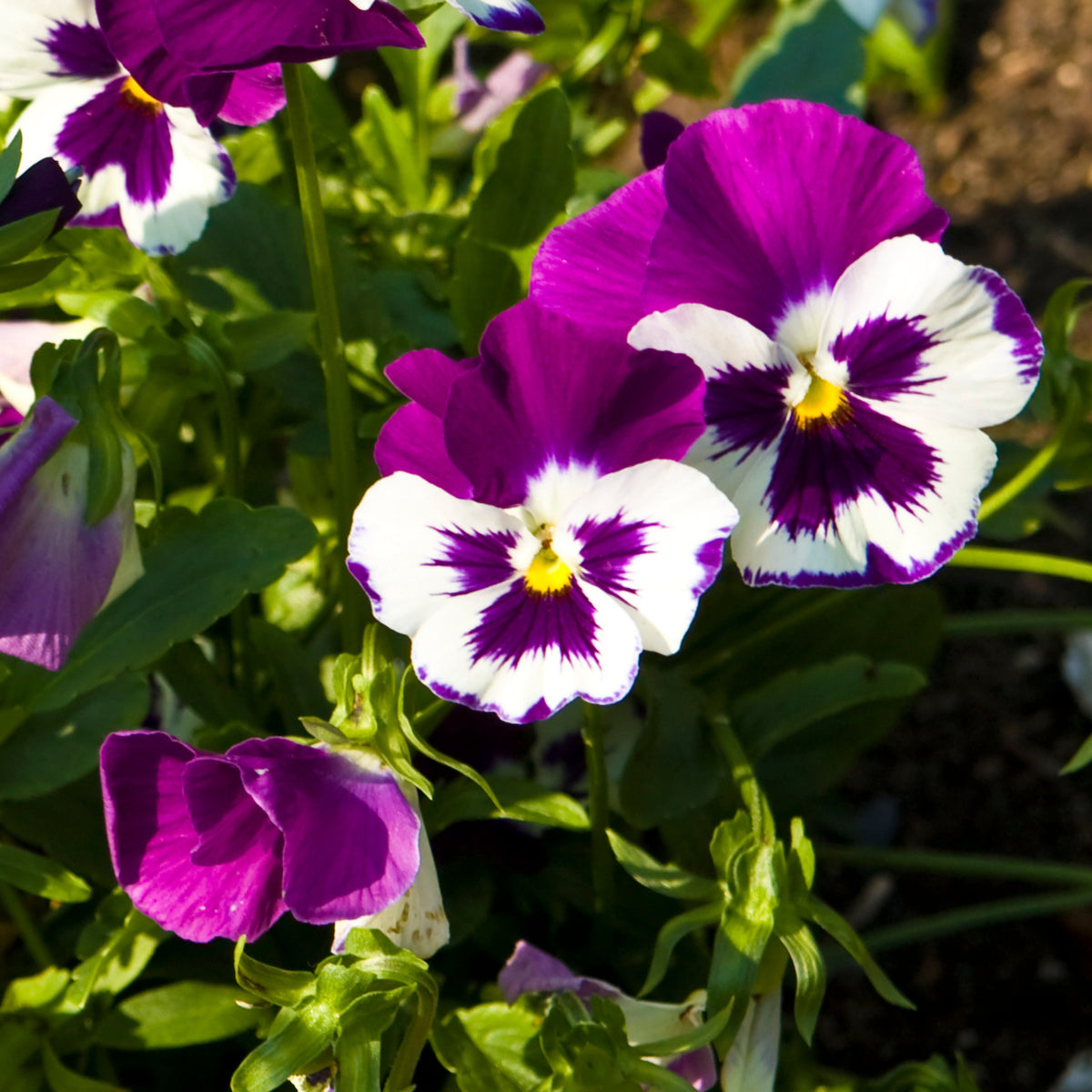 Purple Violet Pansy Viola Seeds - Cold Resistant, 25+ seeds