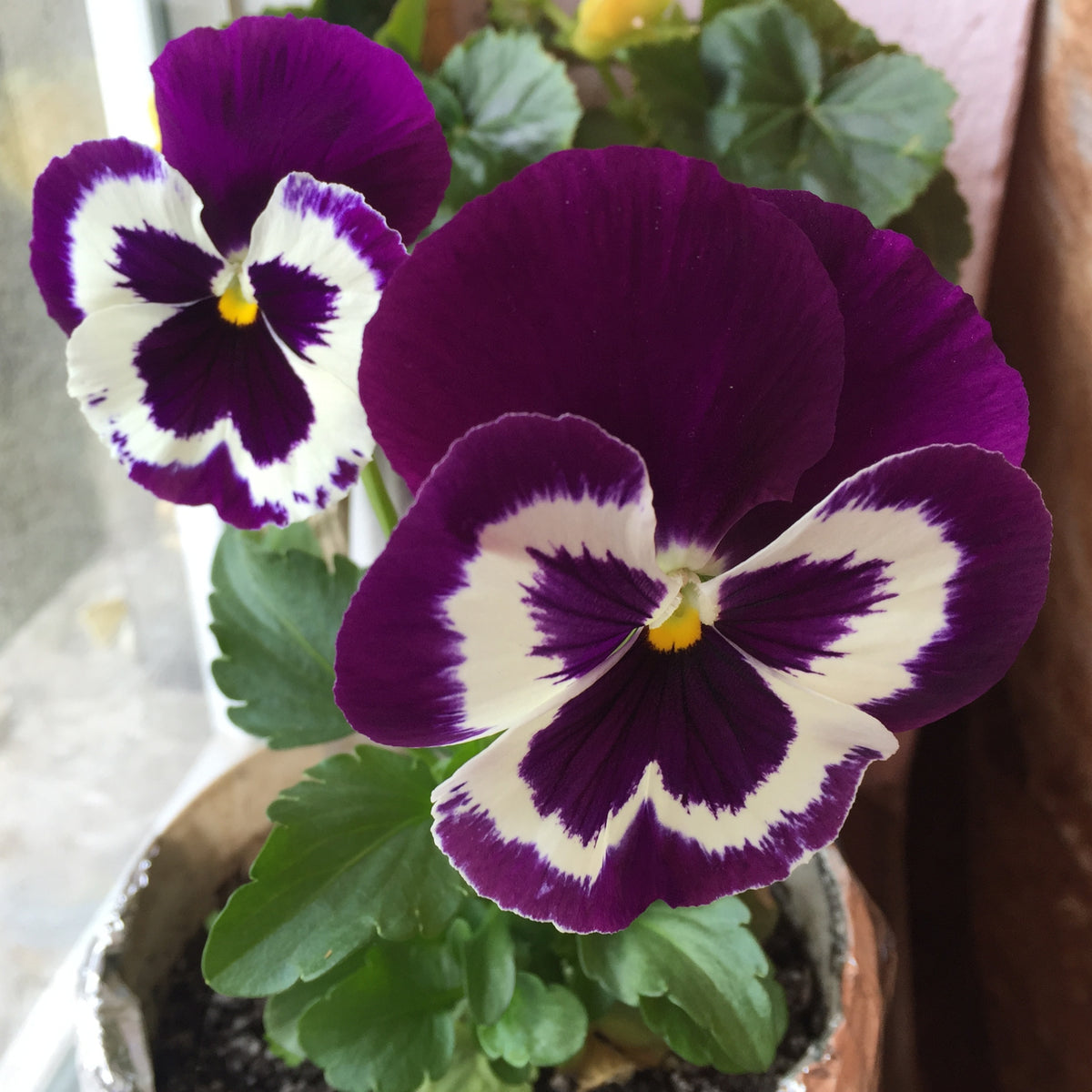 Purple Violet Pansy Viola Seeds - Cold Resistant, 25+ seeds