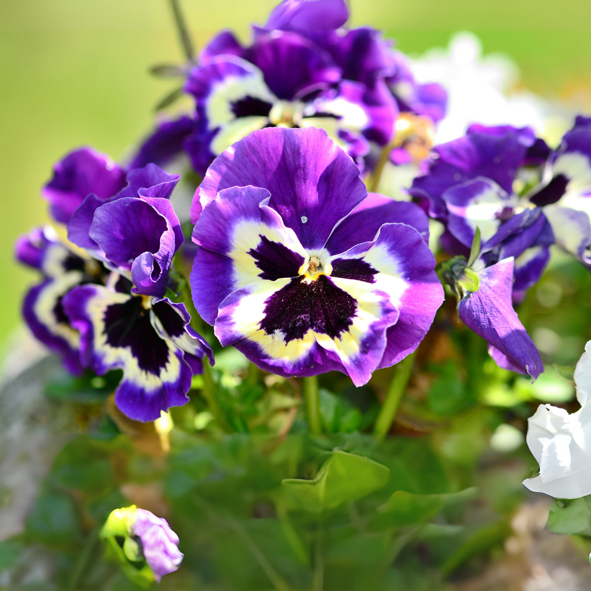 Purple Violet Pansy Viola Seeds - Cold Resistant, 25+ seeds