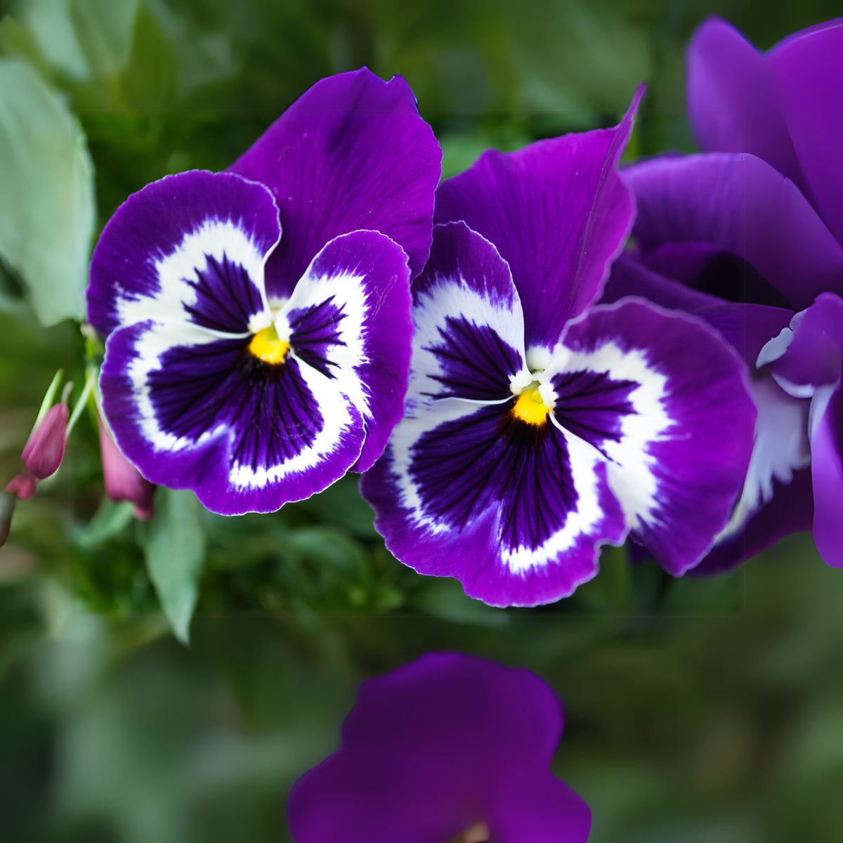 Purple Violet Pansy Viola Seeds - Cold Resistant, 25+ seeds