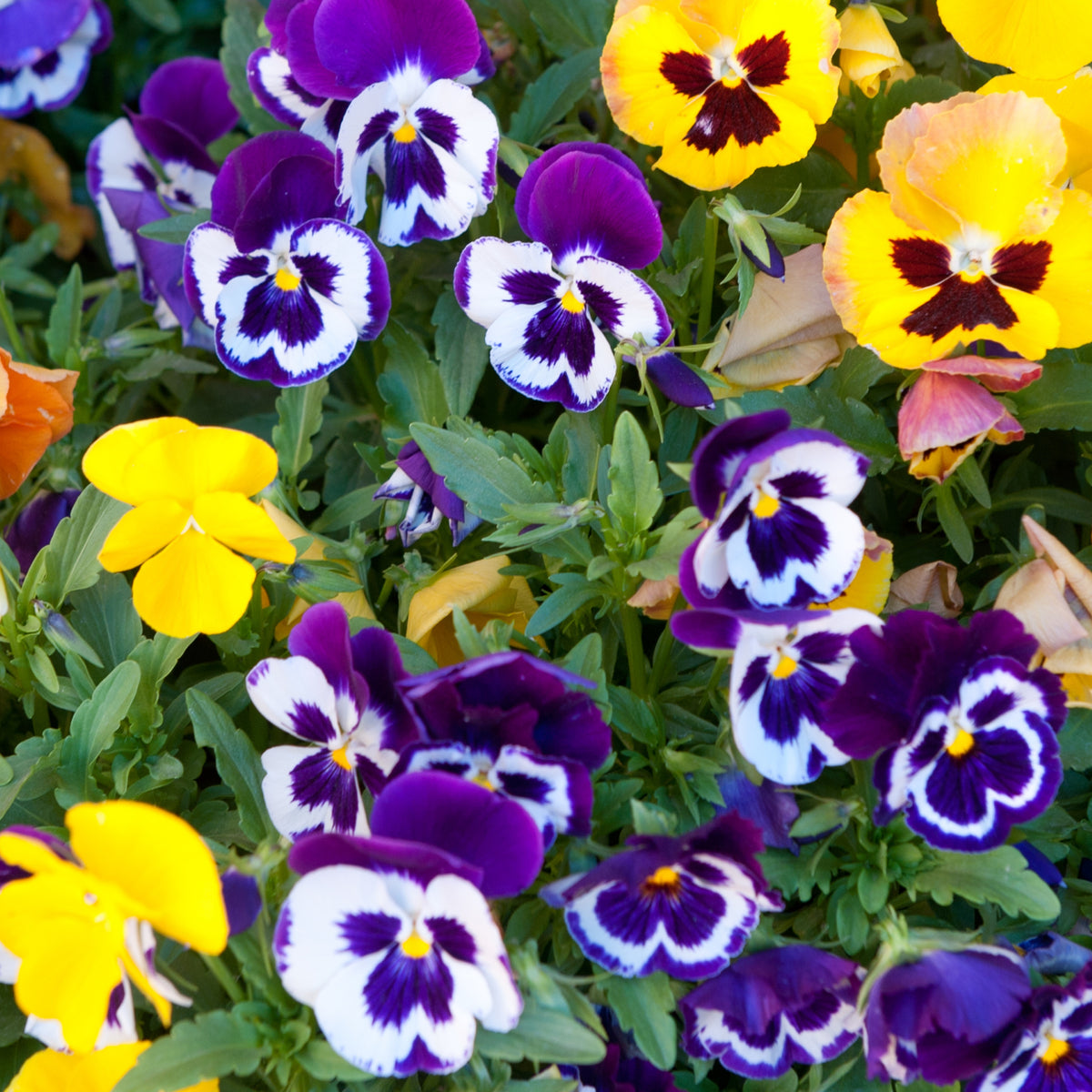 Purple Violet Pansy Viola Seeds - Cold Resistant, 25+ seeds