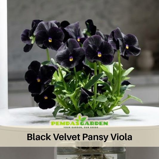 Black Velvet Pansy Viola Seeds - Cold Resistant, 25+ seeds