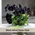 25+ Seeds| Black Velvet Pansy Viola Seeds - Cold Resistant - Open-Pollinating - Self-Pollinating - Draft Resistant - Plant in Spring #211