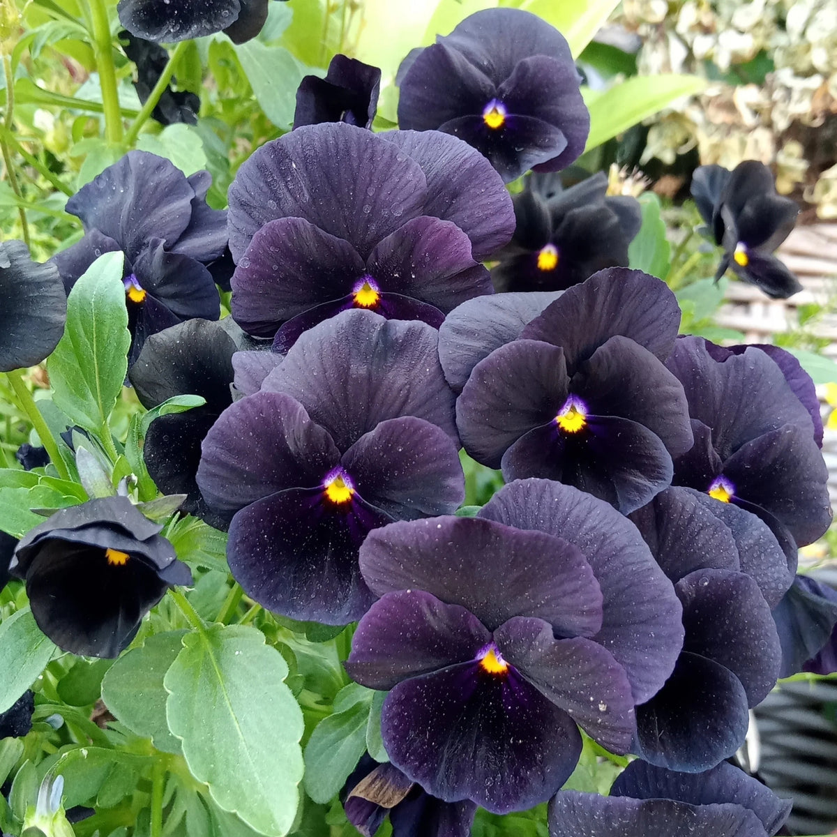 Black Velvet Pansy Viola Seeds - Cold Resistant, 25+ seeds