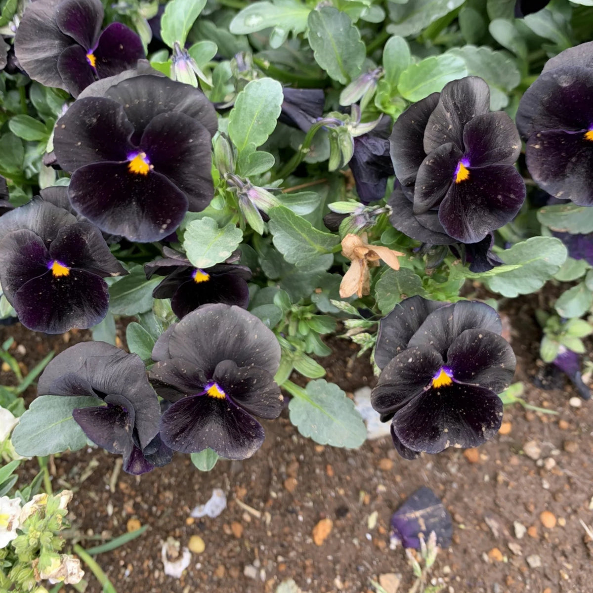 Black Velvet Pansy Viola Seeds - Cold Resistant, 25+ seeds