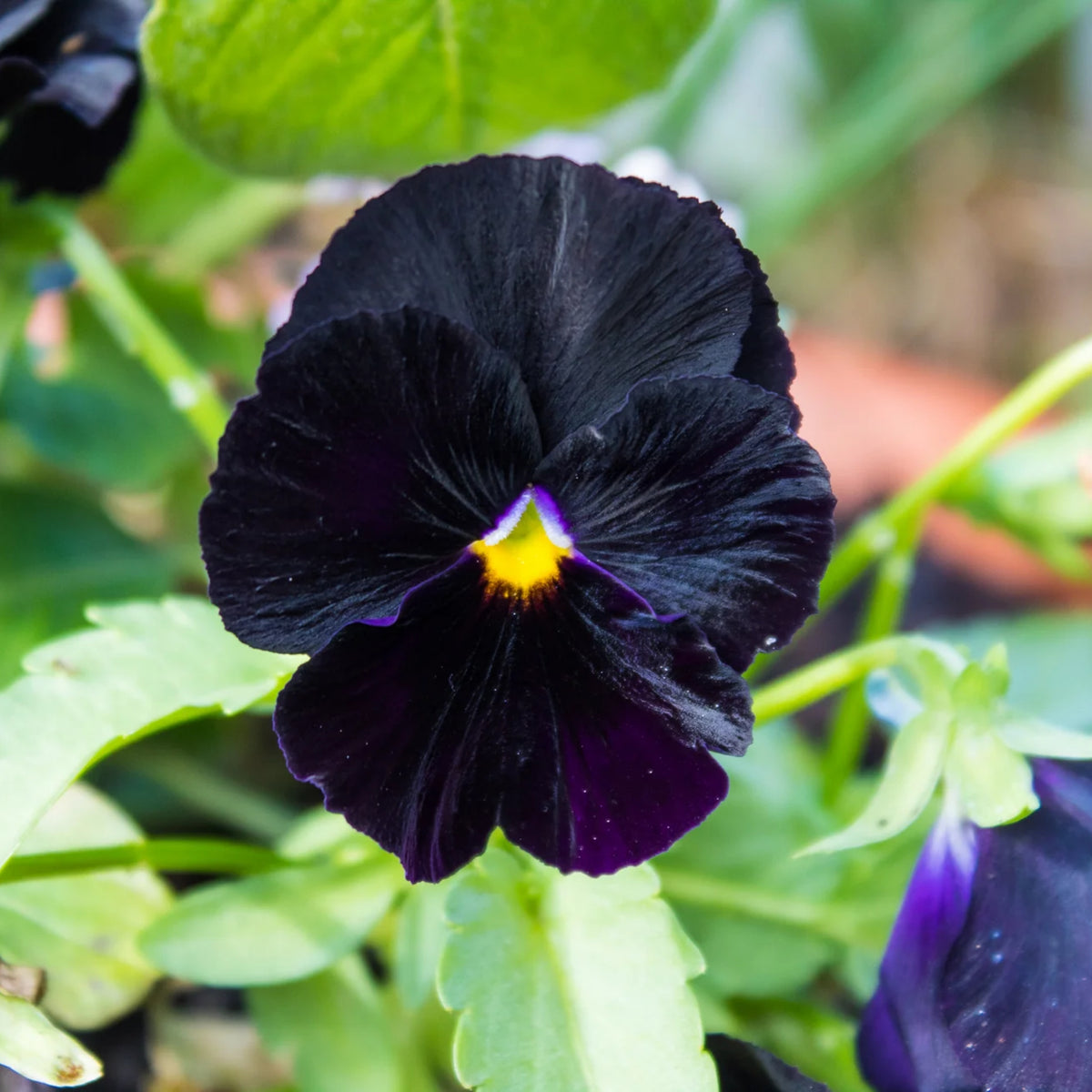 Black Velvet Pansy Viola Seeds - Cold Resistant, 25+ seeds