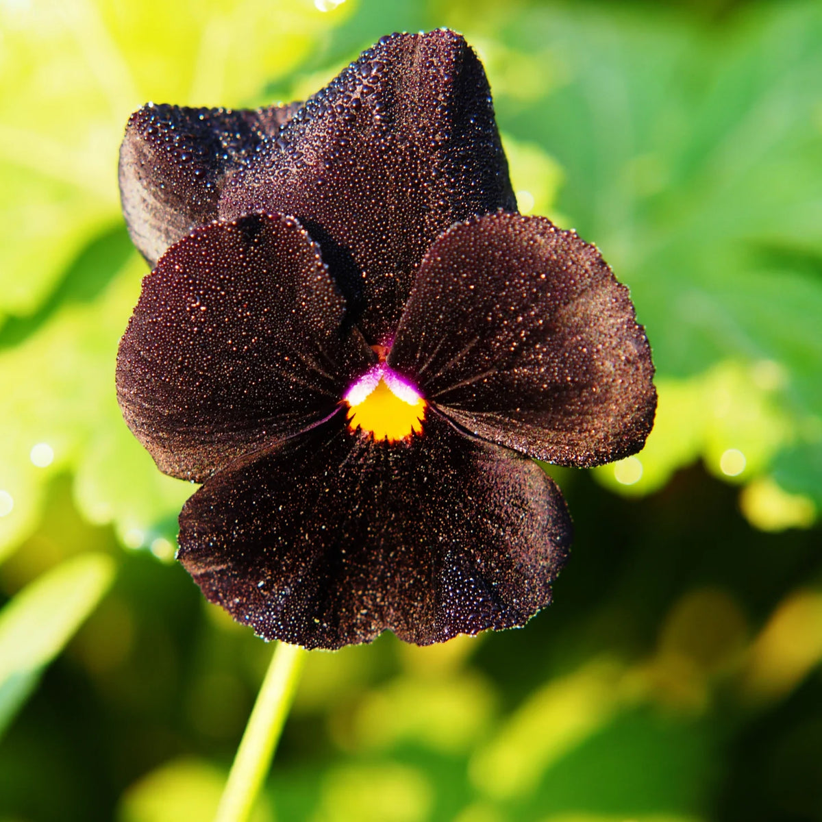Black Velvet Pansy Viola Seeds - Cold Resistant, 25+ seeds