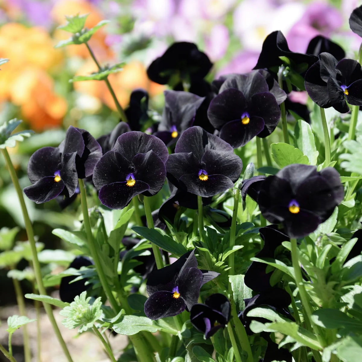 Black Velvet Pansy Viola Seeds - Cold Resistant, 25+ seeds