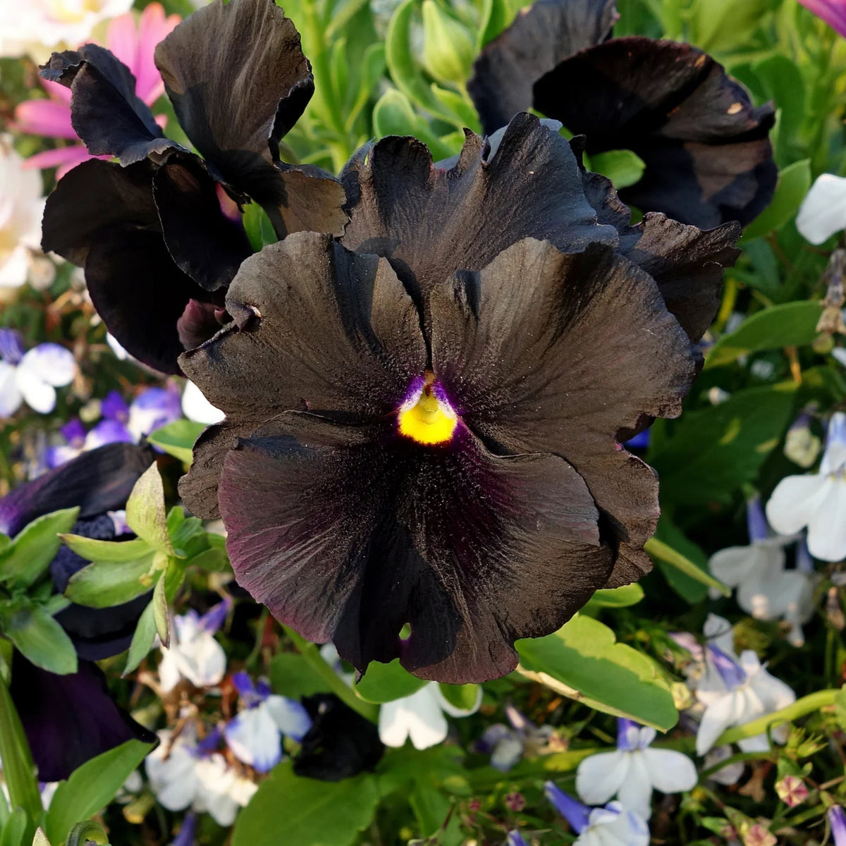 Black Velvet Pansy Viola Seeds - Cold Resistant, 25+ seeds