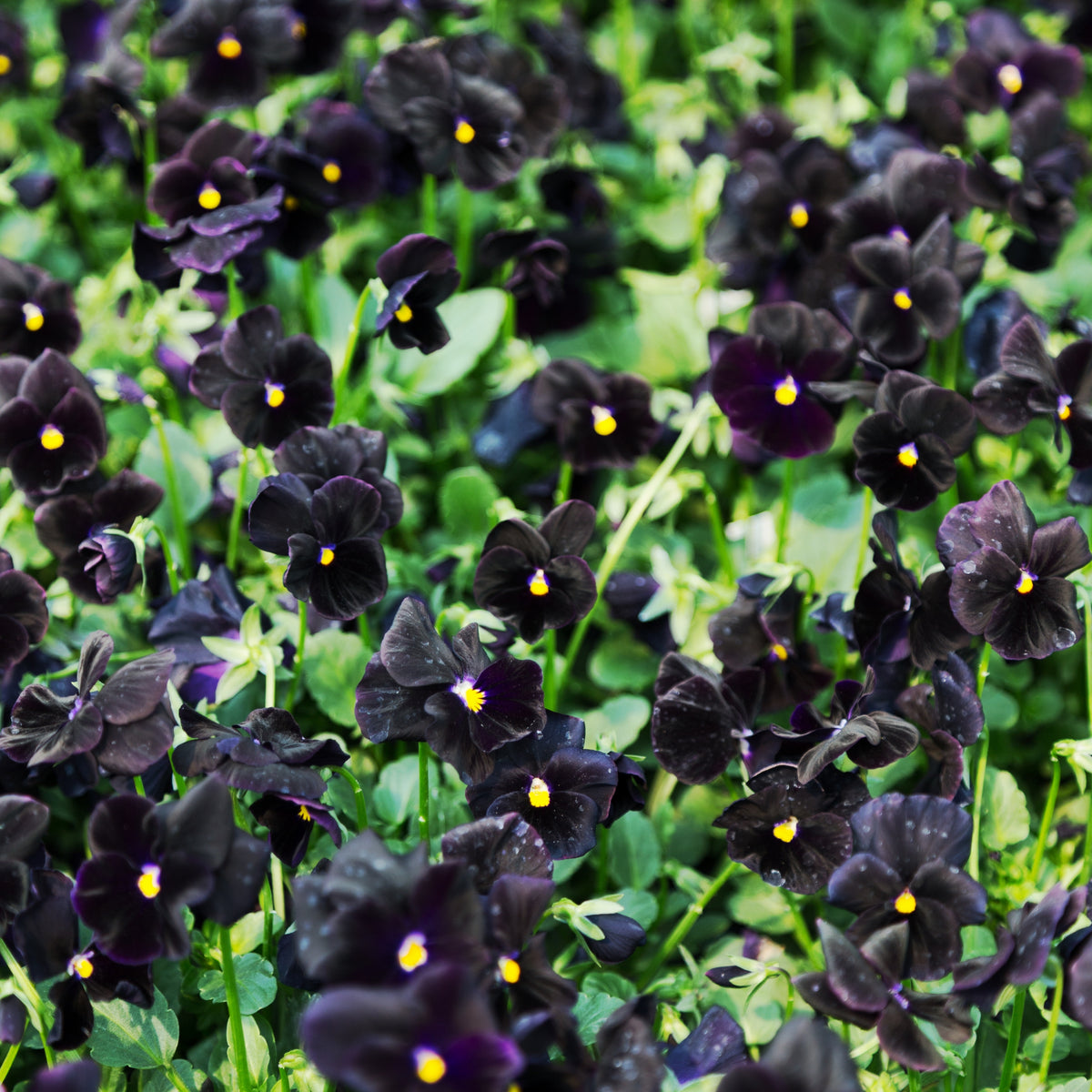 Black Velvet Pansy Viola Seeds - Cold Resistant, 25+ seeds