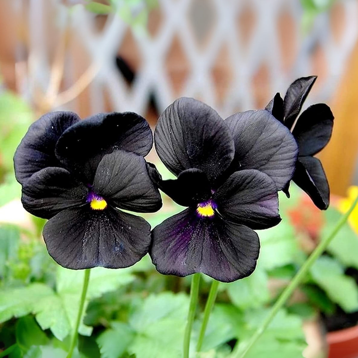 Black Velvet Pansy Viola Seeds - Cold Resistant, 25+ seeds