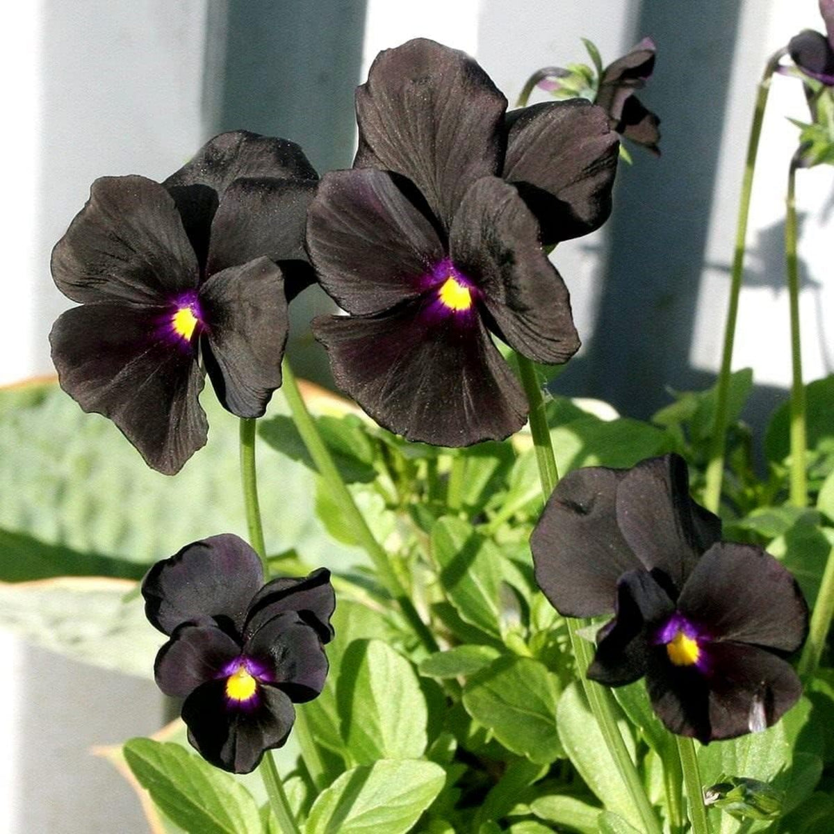 Black Velvet Pansy Viola Seeds - Cold Resistant, 25+ seeds
