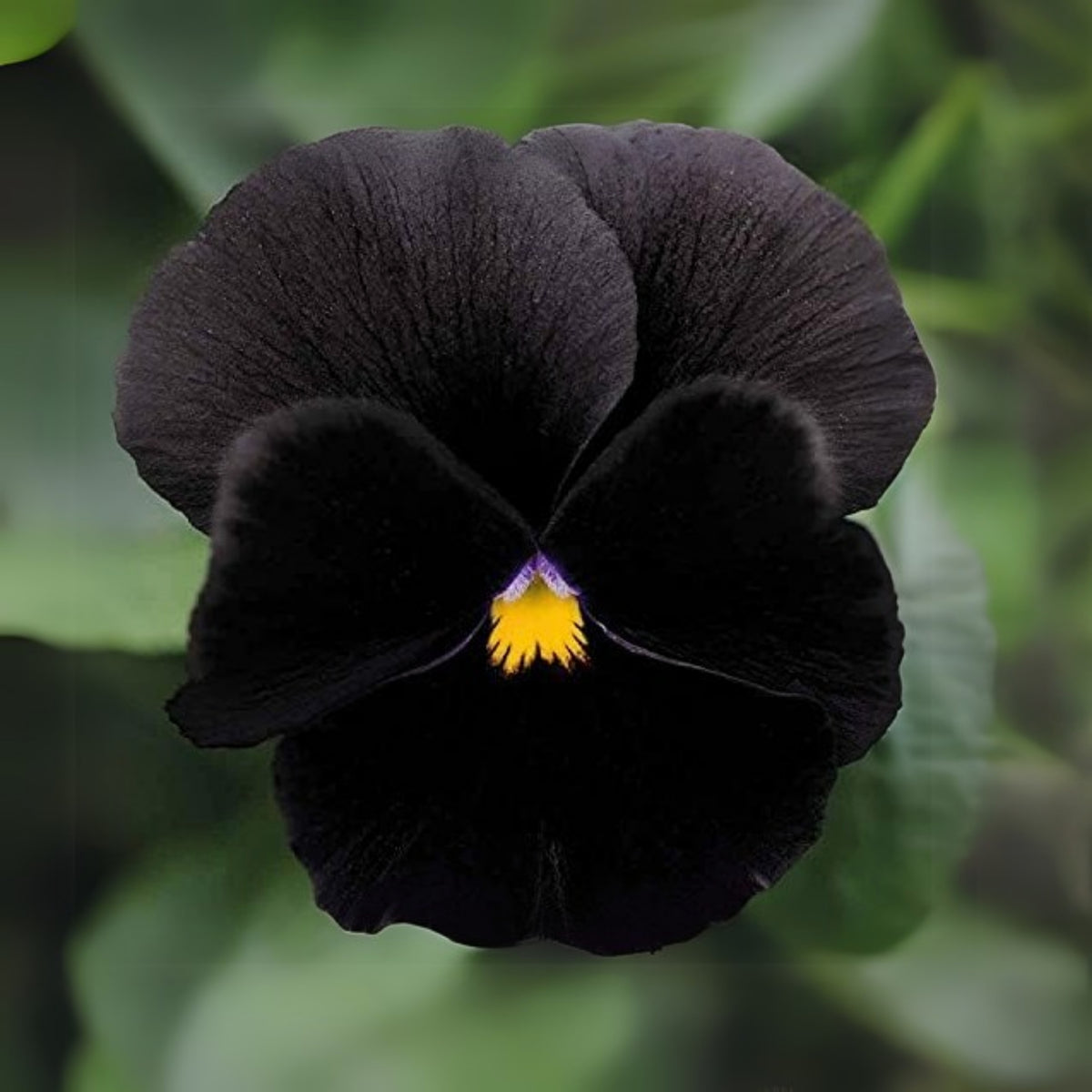 Black Velvet Pansy Viola Seeds - Cold Resistant, 25+ seeds