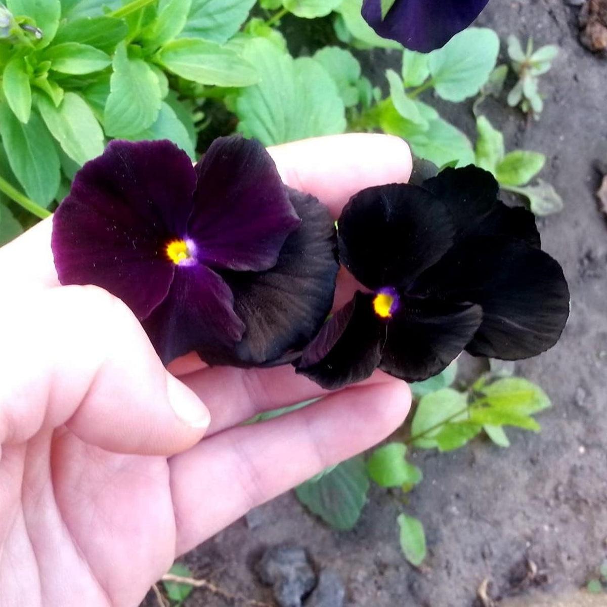 Black Velvet Pansy Viola Seeds - Cold Resistant, 25+ seeds