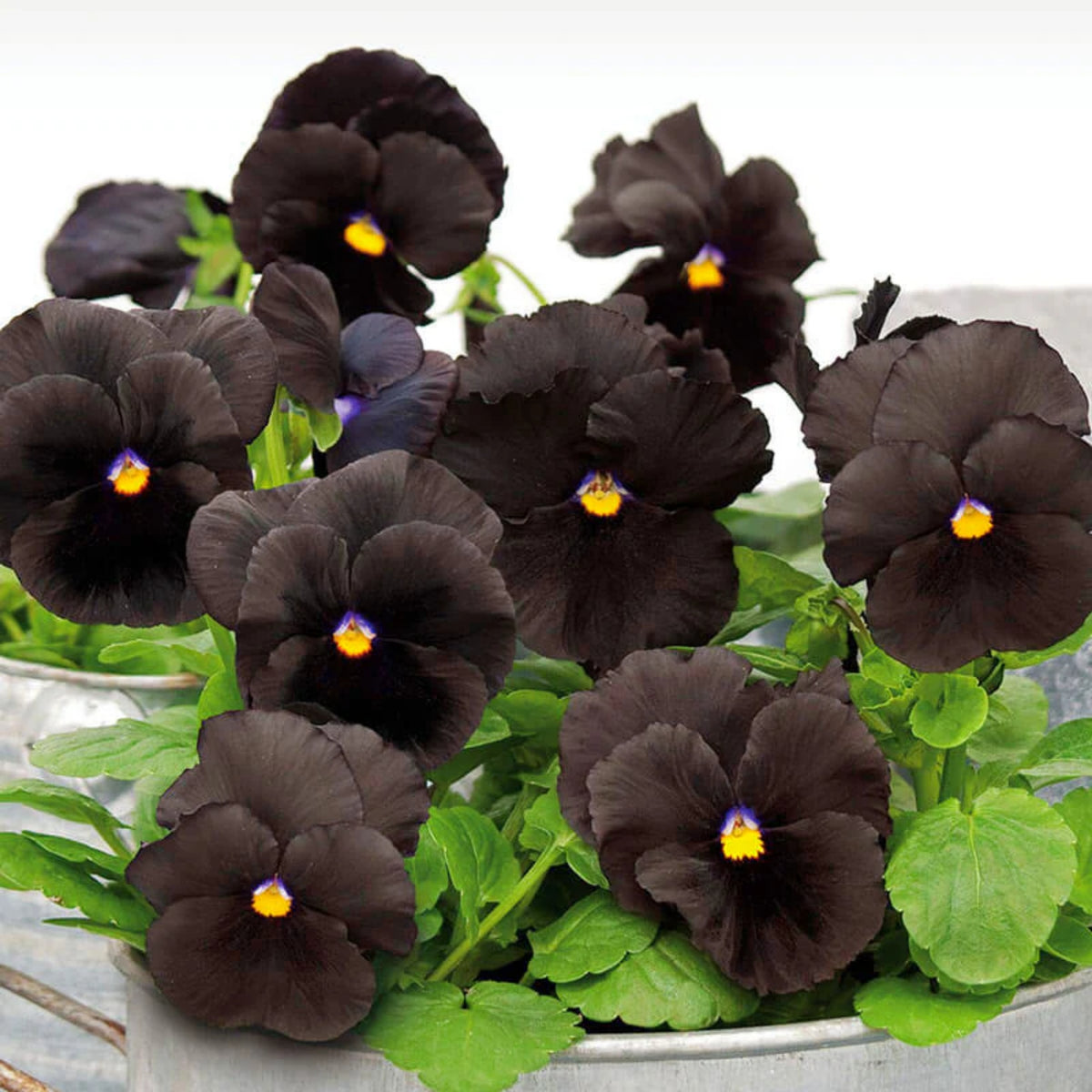 Black Velvet Pansy Viola Seeds - Cold Resistant, 25+ seeds