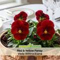 25+ Seeds| Red&Yellow Pansy Viola Wittrockiana Seeds - Cold Resistant - Self-Open Pollinating - Draft Resistant - Plant in late Spring #212