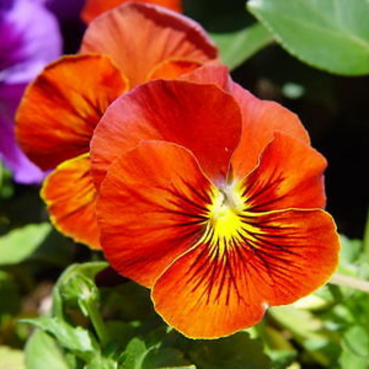 Red & Yellow Pansy Viola Wittrockiana Seeds, 25+ seeds