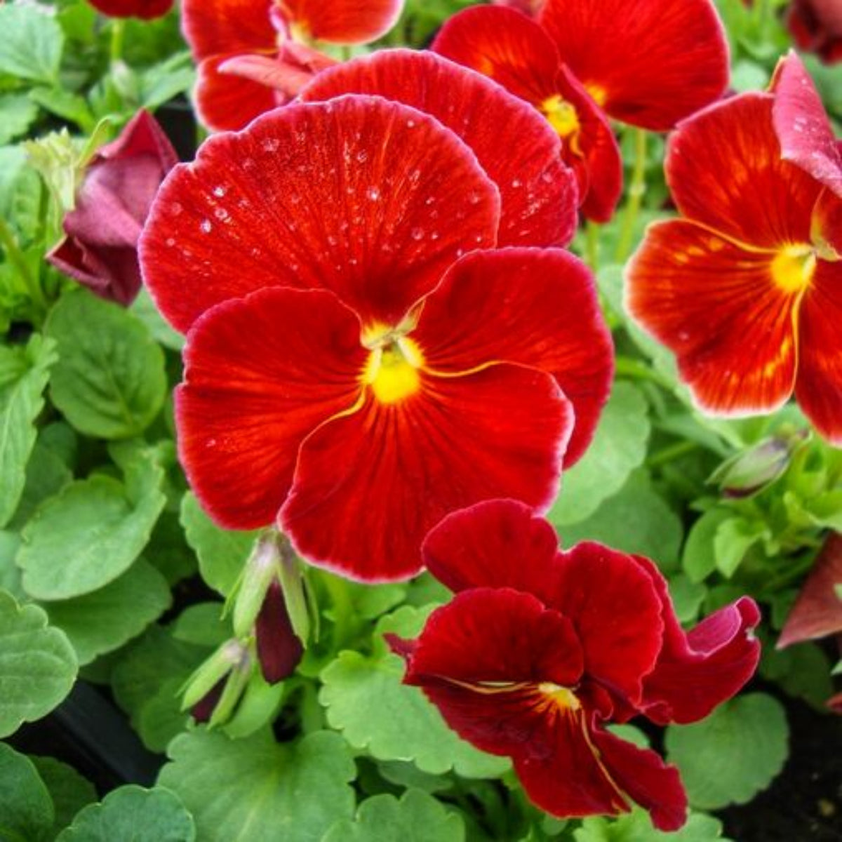 Red & Yellow Pansy Viola Wittrockiana Seeds, 25+ seeds