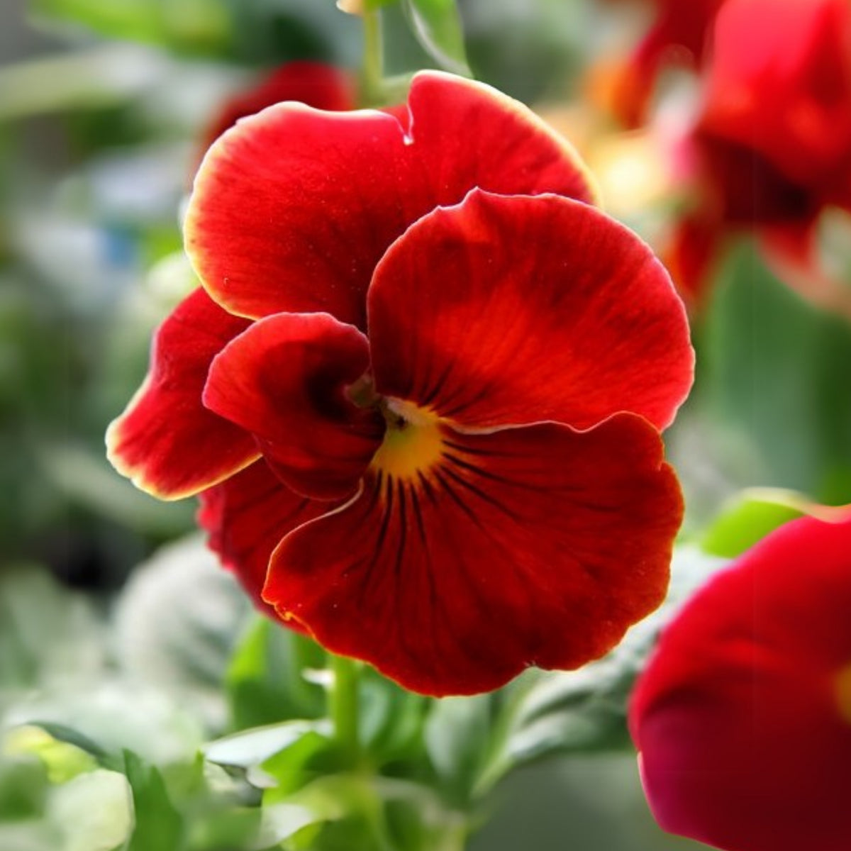 Red & Yellow Pansy Viola Wittrockiana Seeds, 25+ seeds