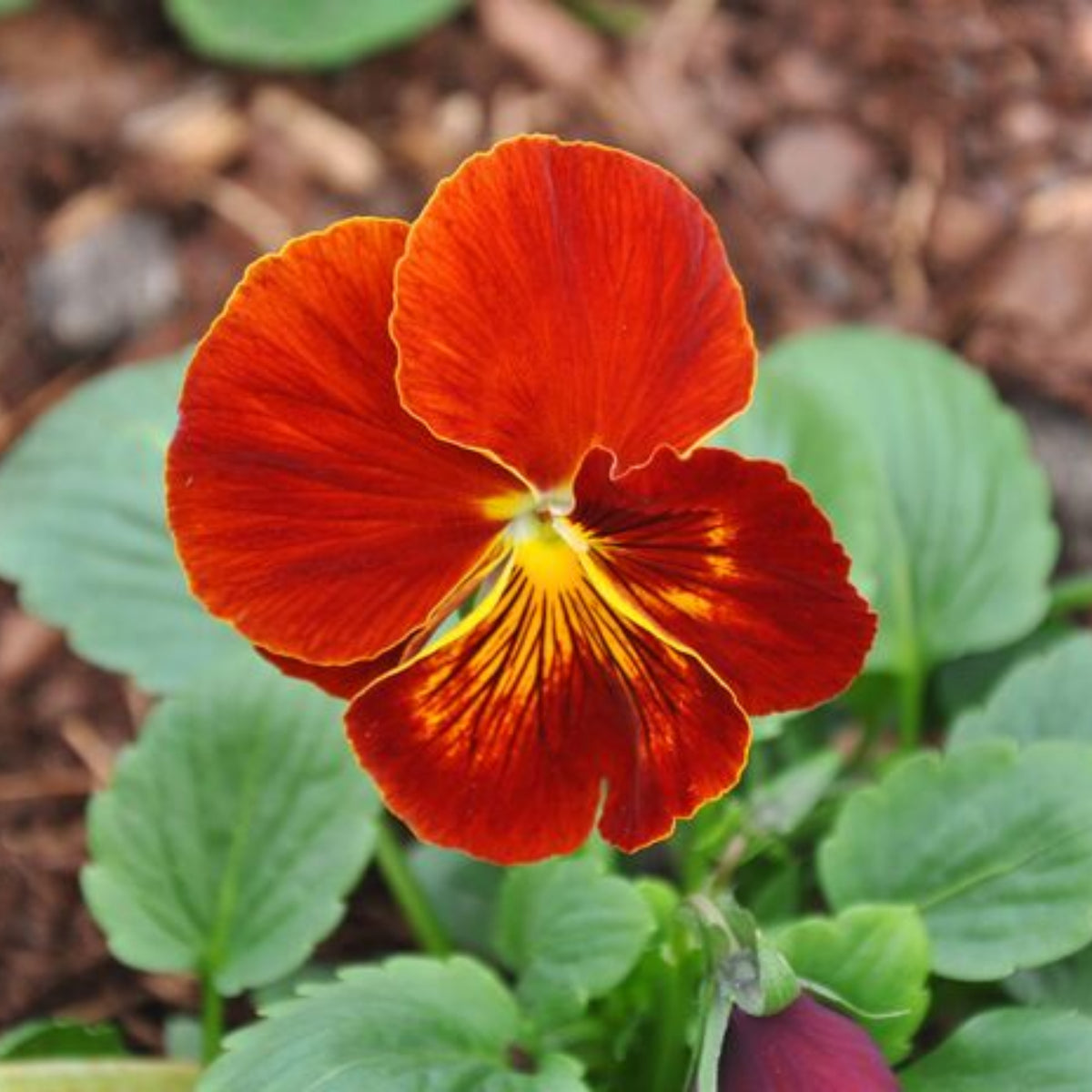 Red & Yellow Pansy Viola Wittrockiana Seeds, 25+ seeds