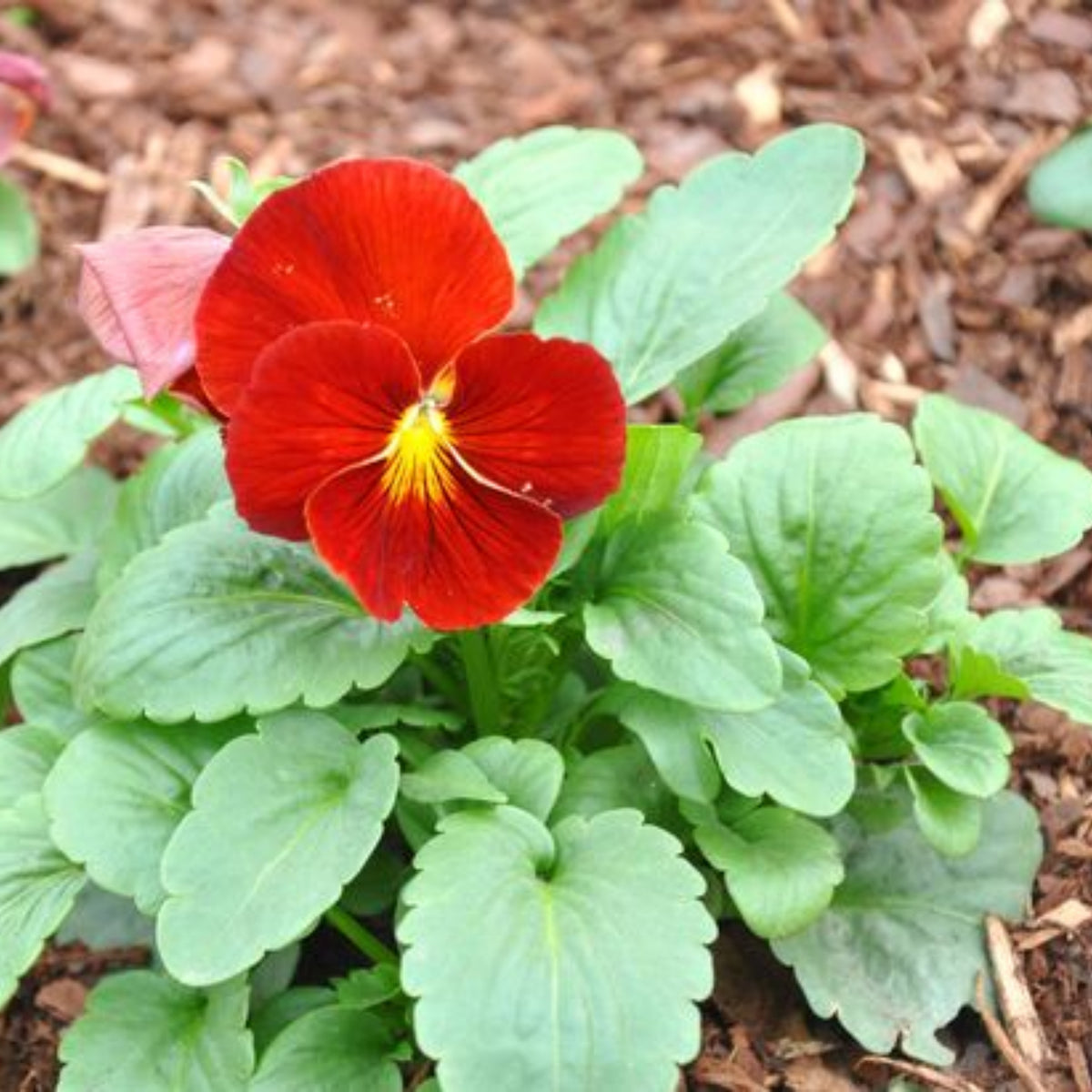 Red & Yellow Pansy Viola Wittrockiana Seeds, 25+ seeds