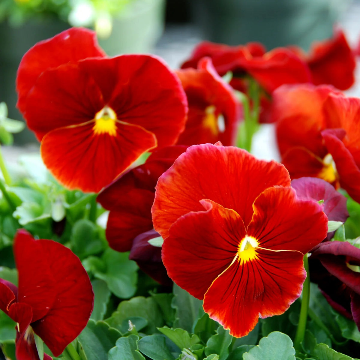 Red & Yellow Pansy Viola Wittrockiana Seeds, 25+ seeds