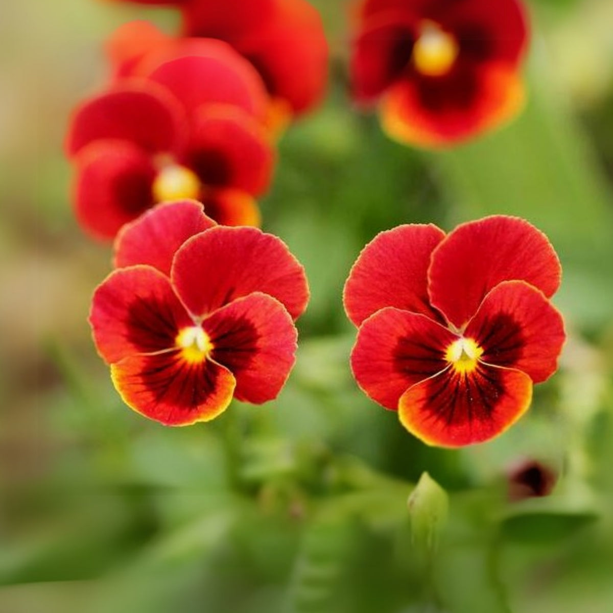 Red & Yellow Pansy Viola Wittrockiana Seeds, 25+ seeds