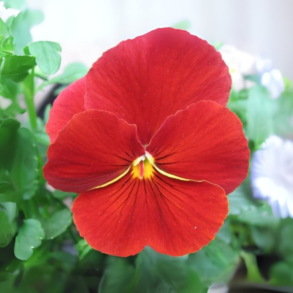 Red & Yellow Pansy Viola Wittrockiana Seeds, 25+ seeds