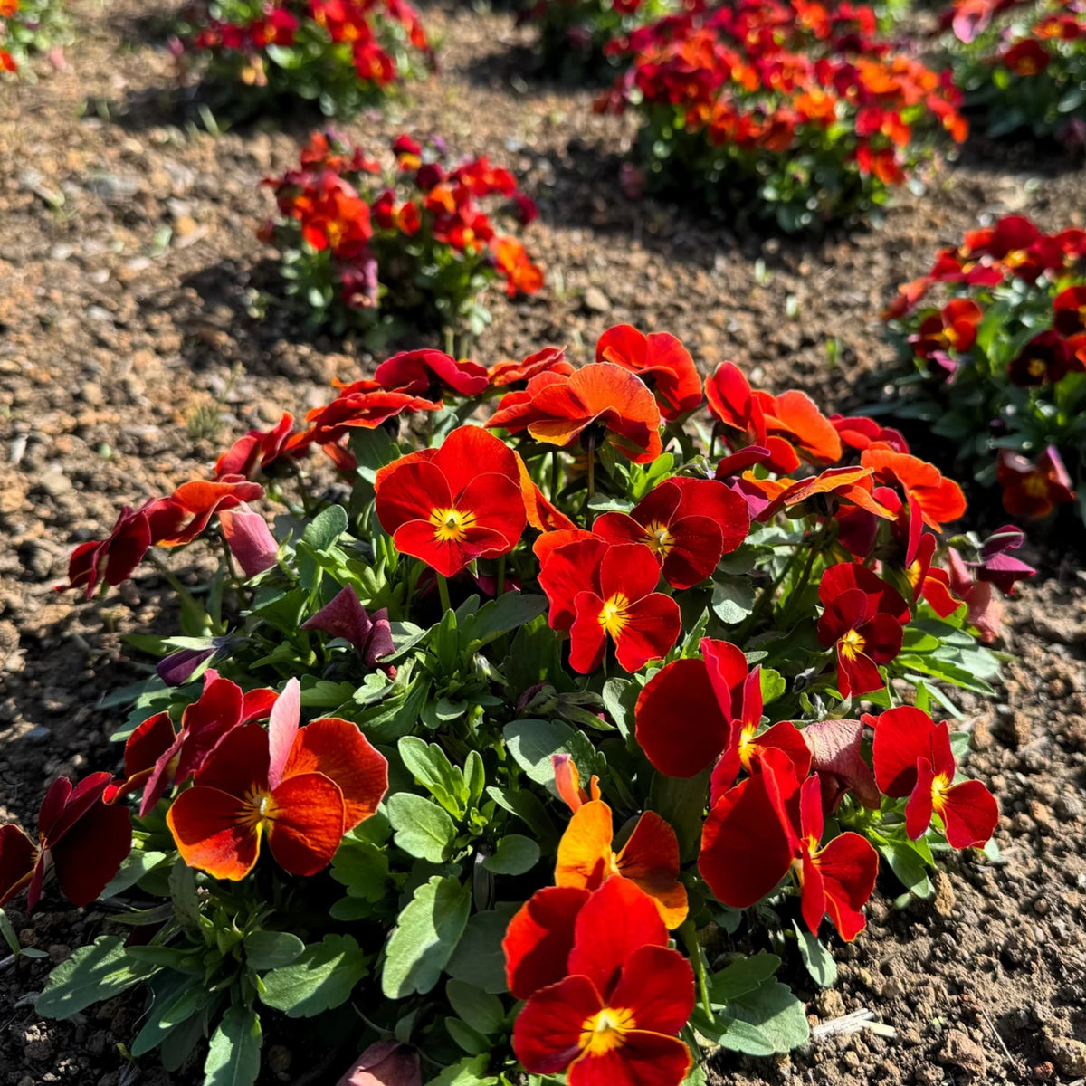 Red & Yellow Pansy Viola Wittrockiana Seeds, 25+ seeds