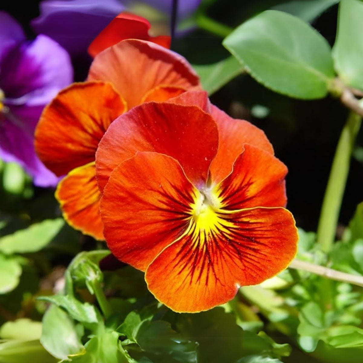 Red & Yellow Pansy Viola Wittrockiana Seeds, 25+ seeds