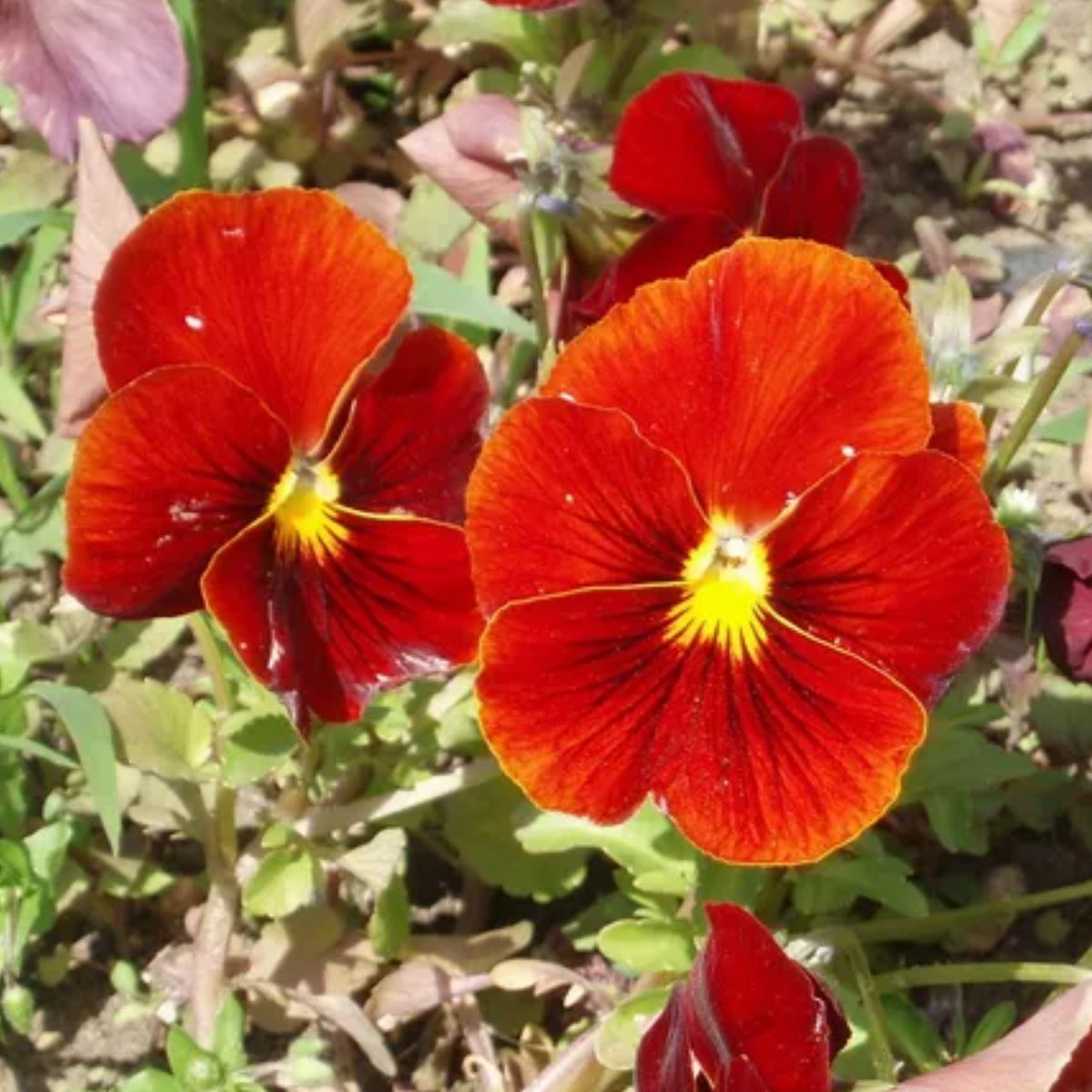 Red & Yellow Pansy Viola Wittrockiana Seeds, 25+ seeds