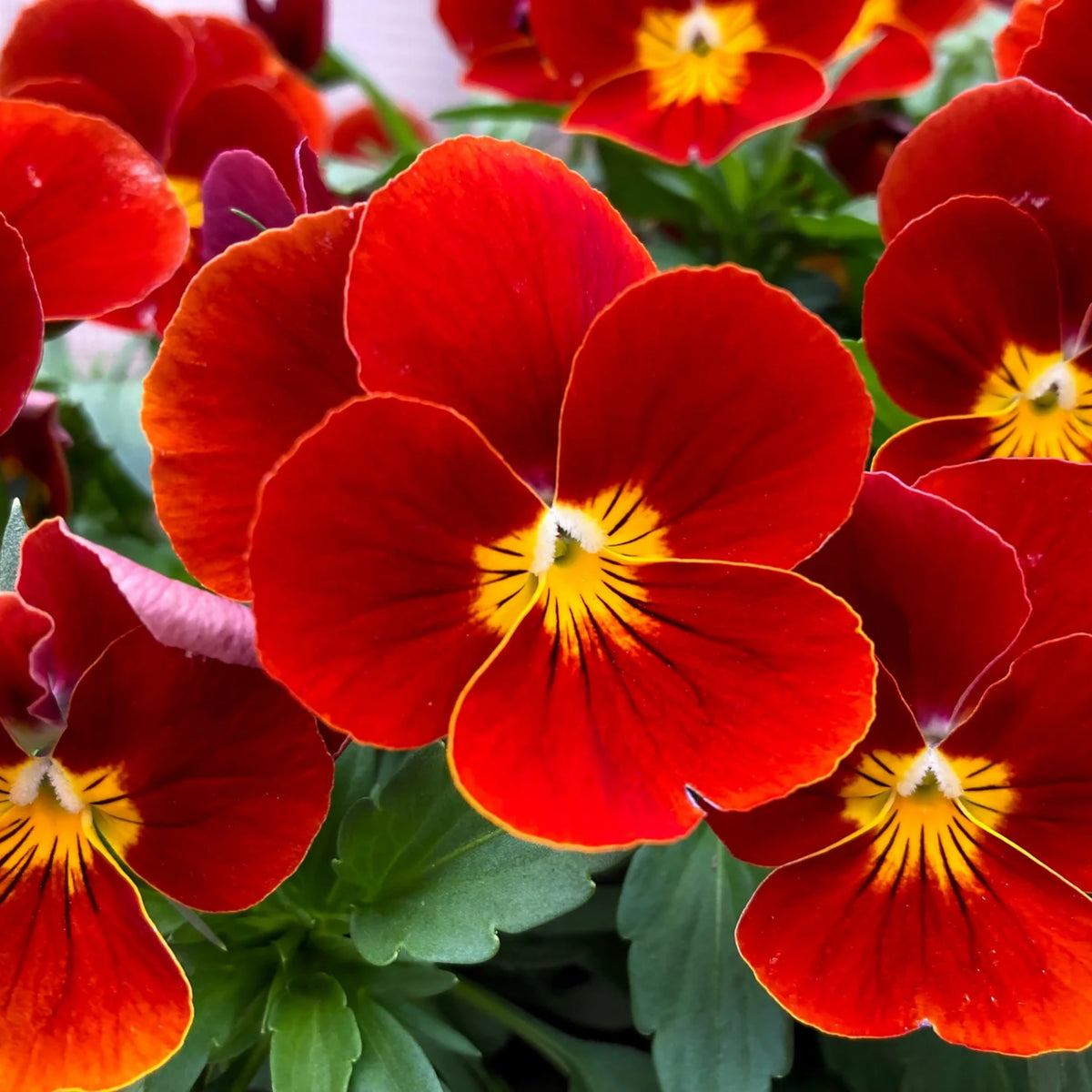 Red & Yellow Pansy Viola Wittrockiana Seeds, 25+ seeds