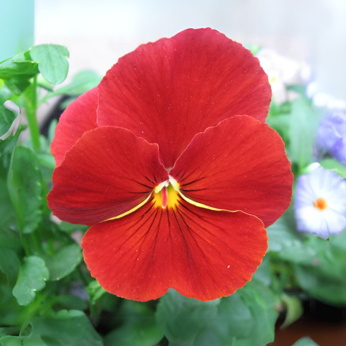 Red & Yellow Pansy Viola Wittrockiana Seeds, 25+ seeds