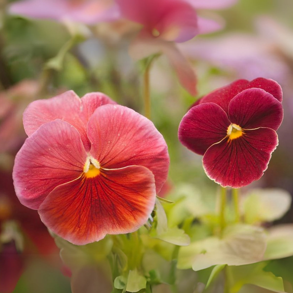 Red & Yellow Pansy Viola Wittrockiana Seeds, 25+ seeds