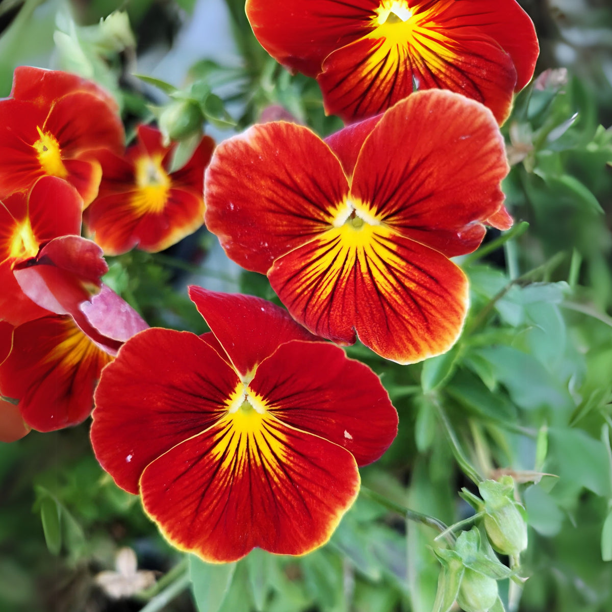 Red & Yellow Pansy Viola Wittrockiana Seeds, 25+ seeds