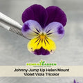 25+ Seeds| Johnny Jump Up Helen Mount Violet Viola Tricolor Seeds - Cold Resistant - Draft Resistant - Plant in late Spring #213