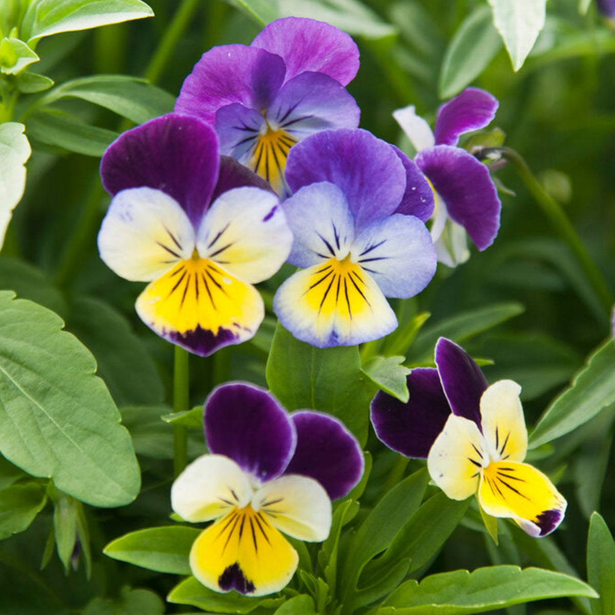 Johnny Jump Up Helen Mount Violet Viola Tricolor Seeds, 25+ seeds