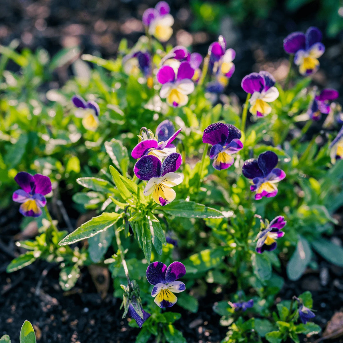 Johnny Jump Up Helen Mount Violet Viola Tricolor Seeds, 25+ seeds