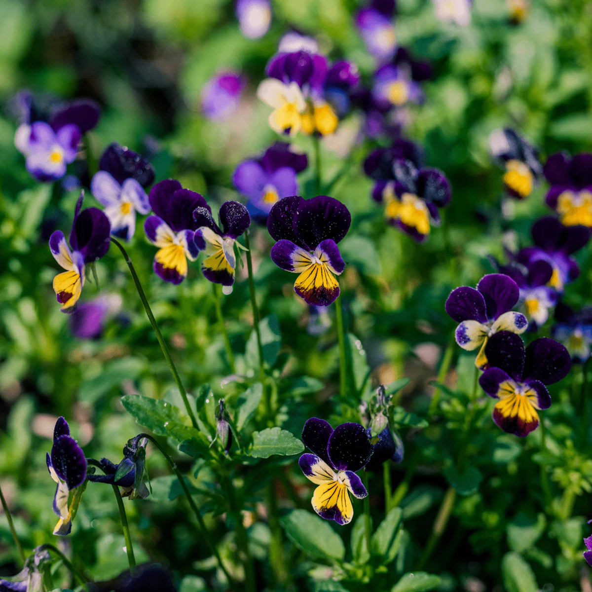 Johnny Jump Up Helen Mount Violet Viola Tricolor Seeds, 25+ seeds
