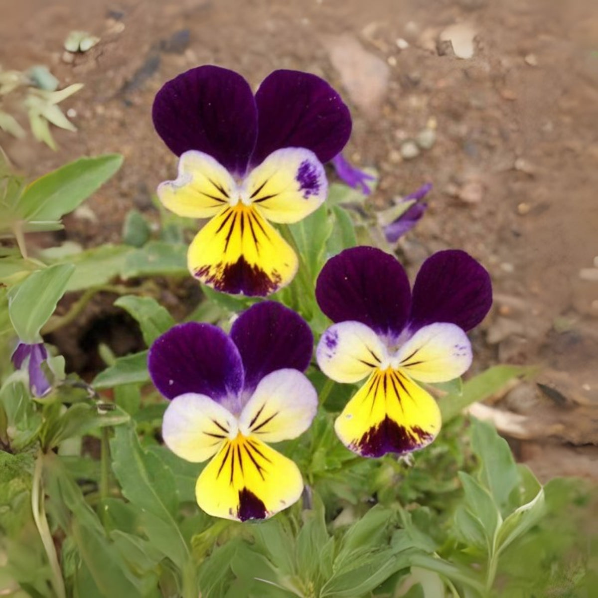 Johnny Jump Up Helen Mount Violet Viola Tricolor Seeds, 25+ seeds