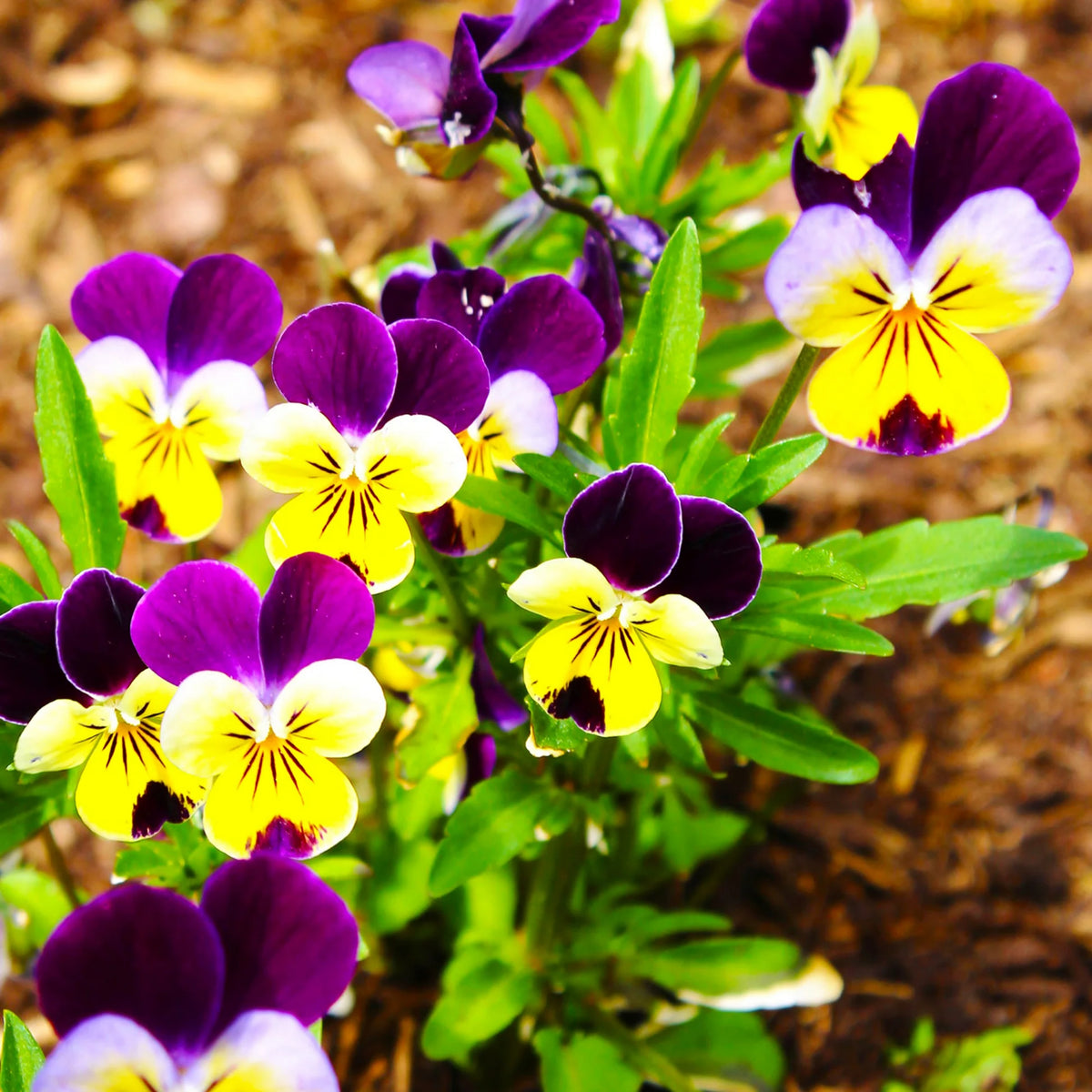 Johnny Jump Up Helen Mount Violet Viola Tricolor Seeds, 25+ seeds