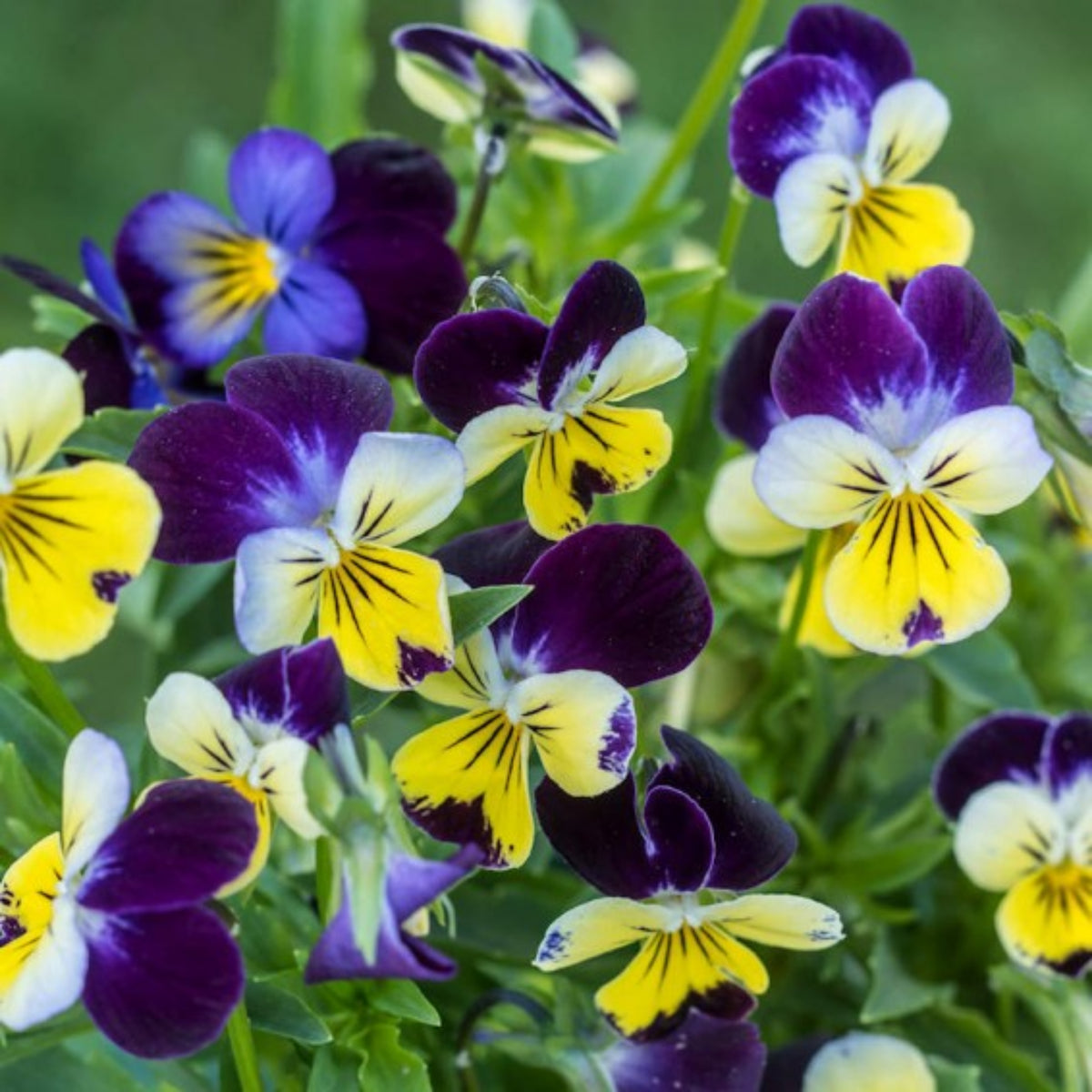Johnny Jump Up Helen Mount Violet Viola Tricolor Seeds, 25+ seeds